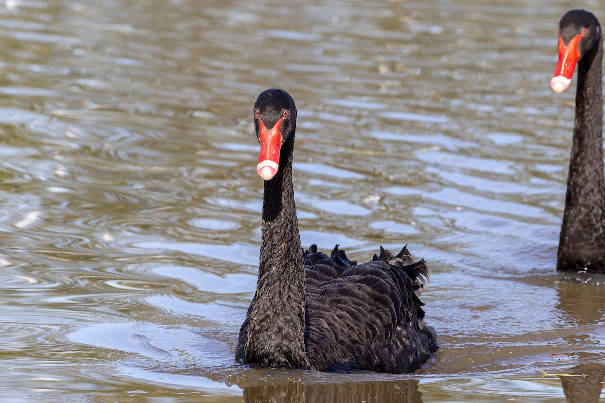 Black Swan - ML646494270