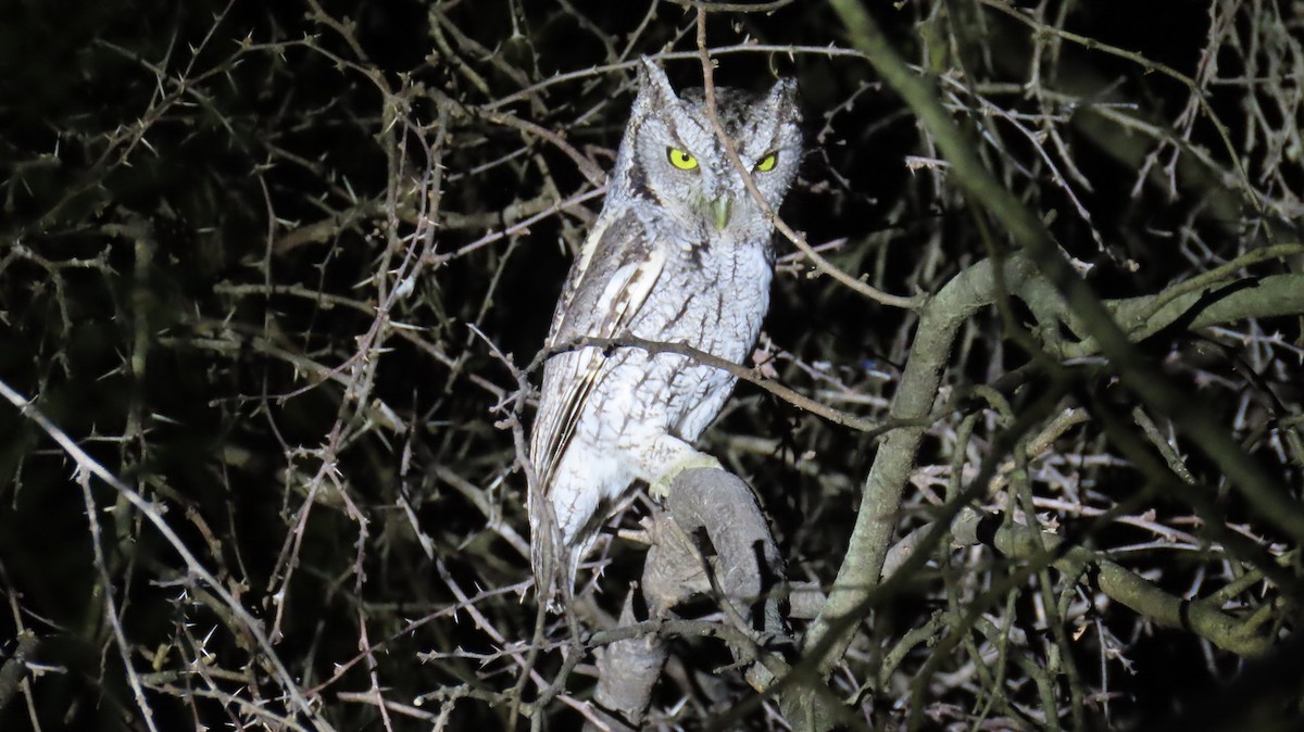 Eastern Screech-Owl (McCall's) - ML646494271