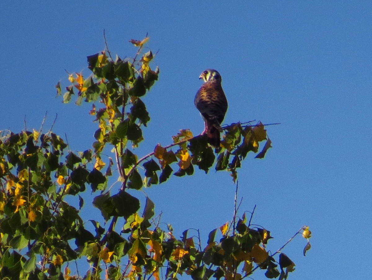 poštolka pestrá - ML646494275