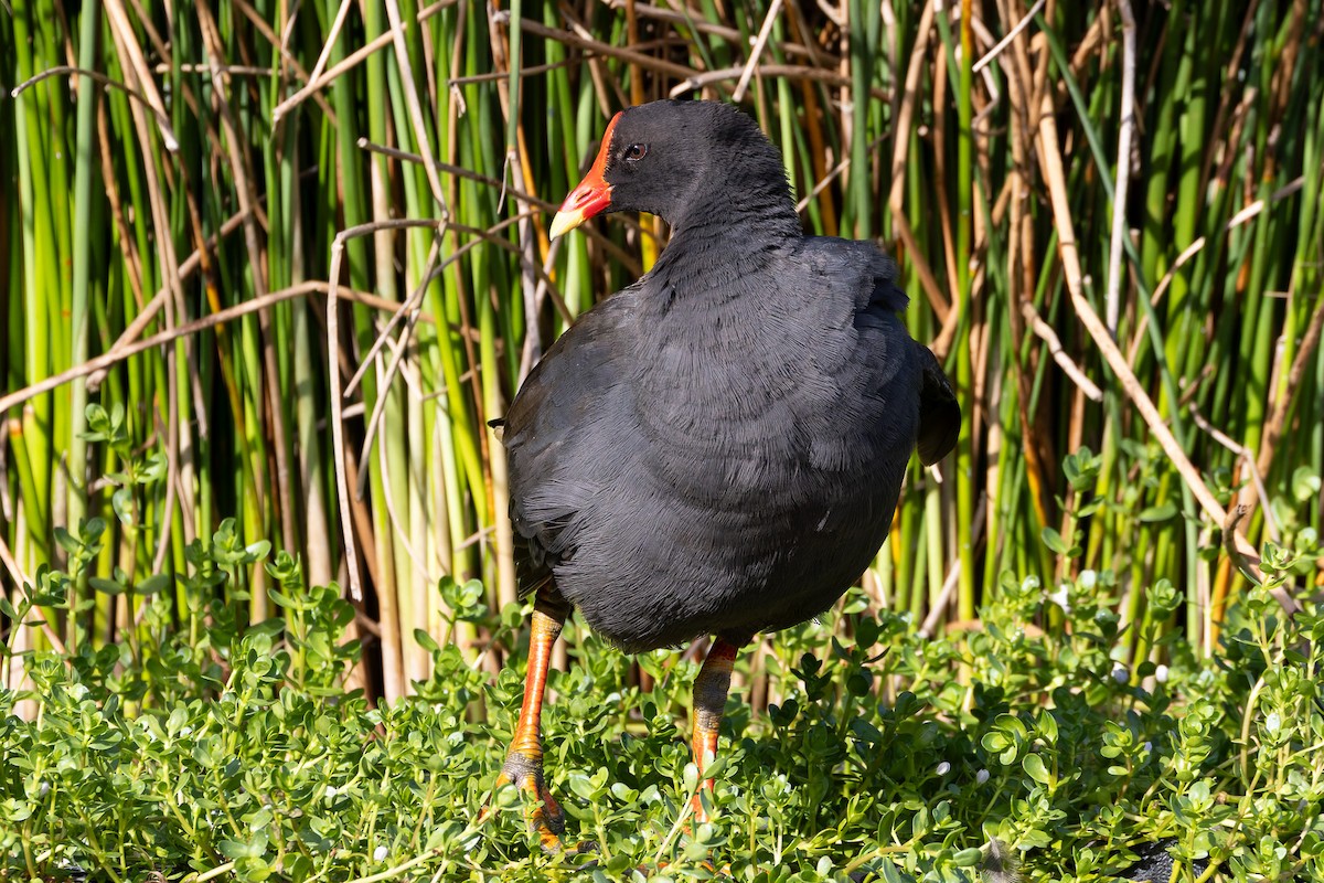 Dusky Moorhen - ML646494276