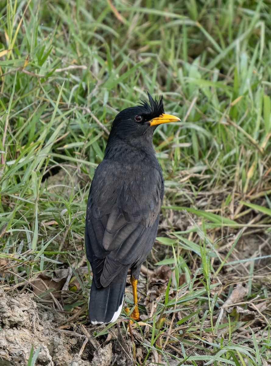 Great Myna - ML646494277