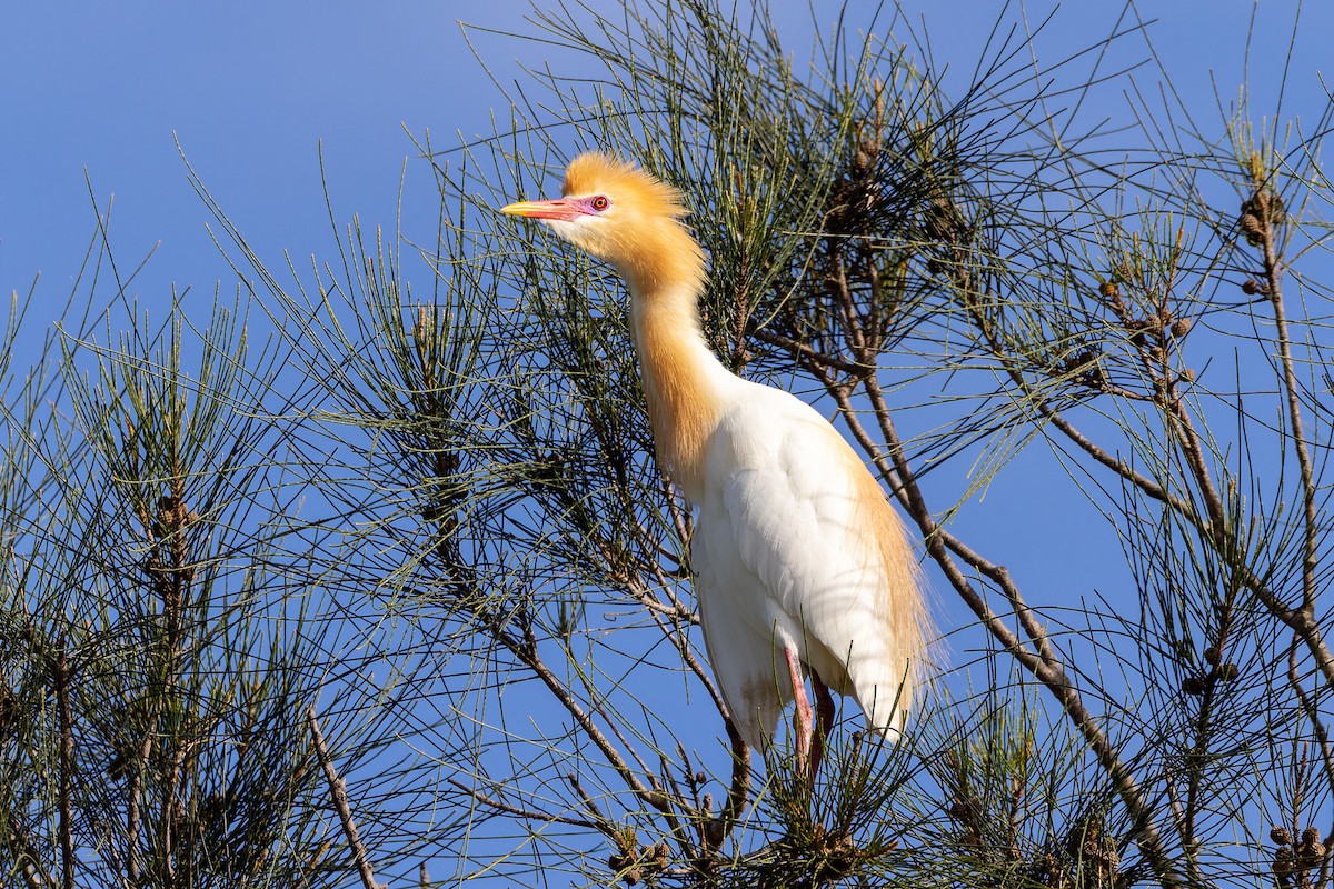 Eastern Cattle-Egret - ML646494279