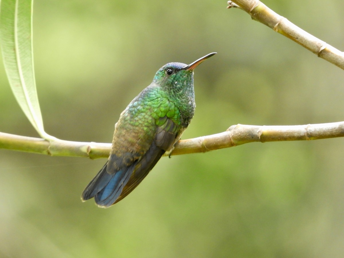 Indigo-capped Hummingbird - ML646494282