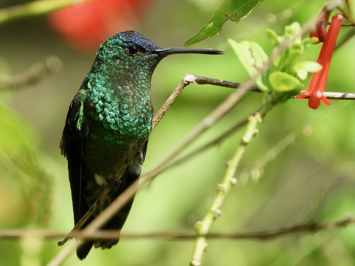 Indigo-capped Hummingbird - ML646494284