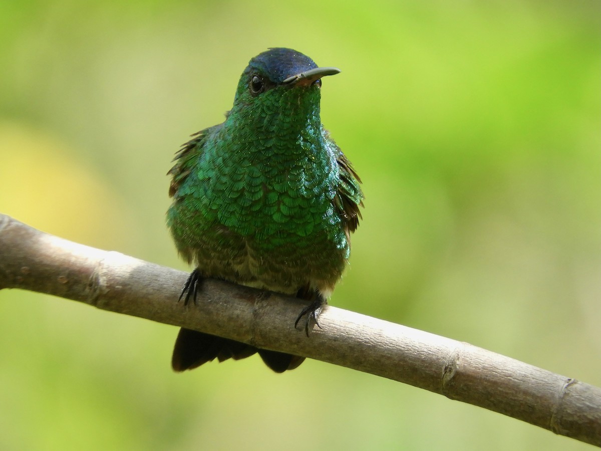 Indigo-capped Hummingbird - ML646494285