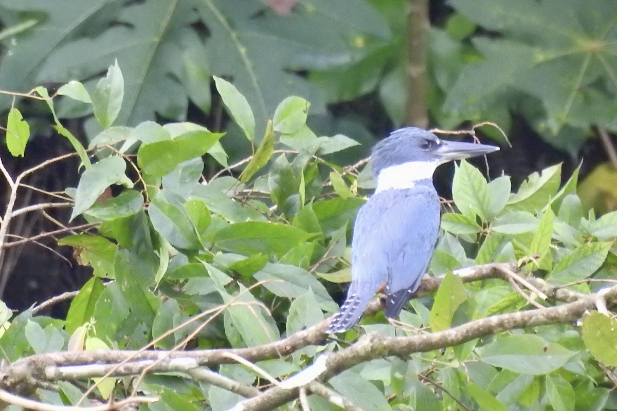 Ringed Kingfisher - ML646494287