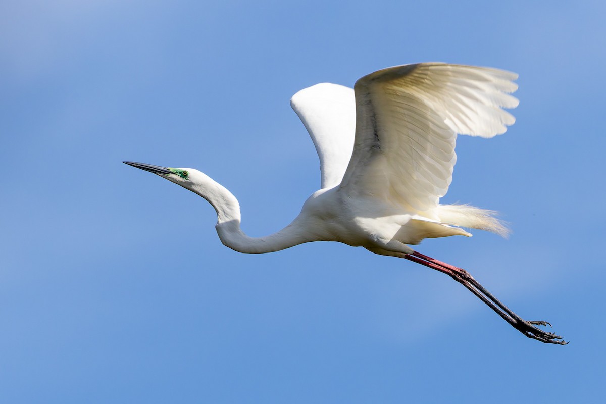 Цасч дэглий - ML646494288