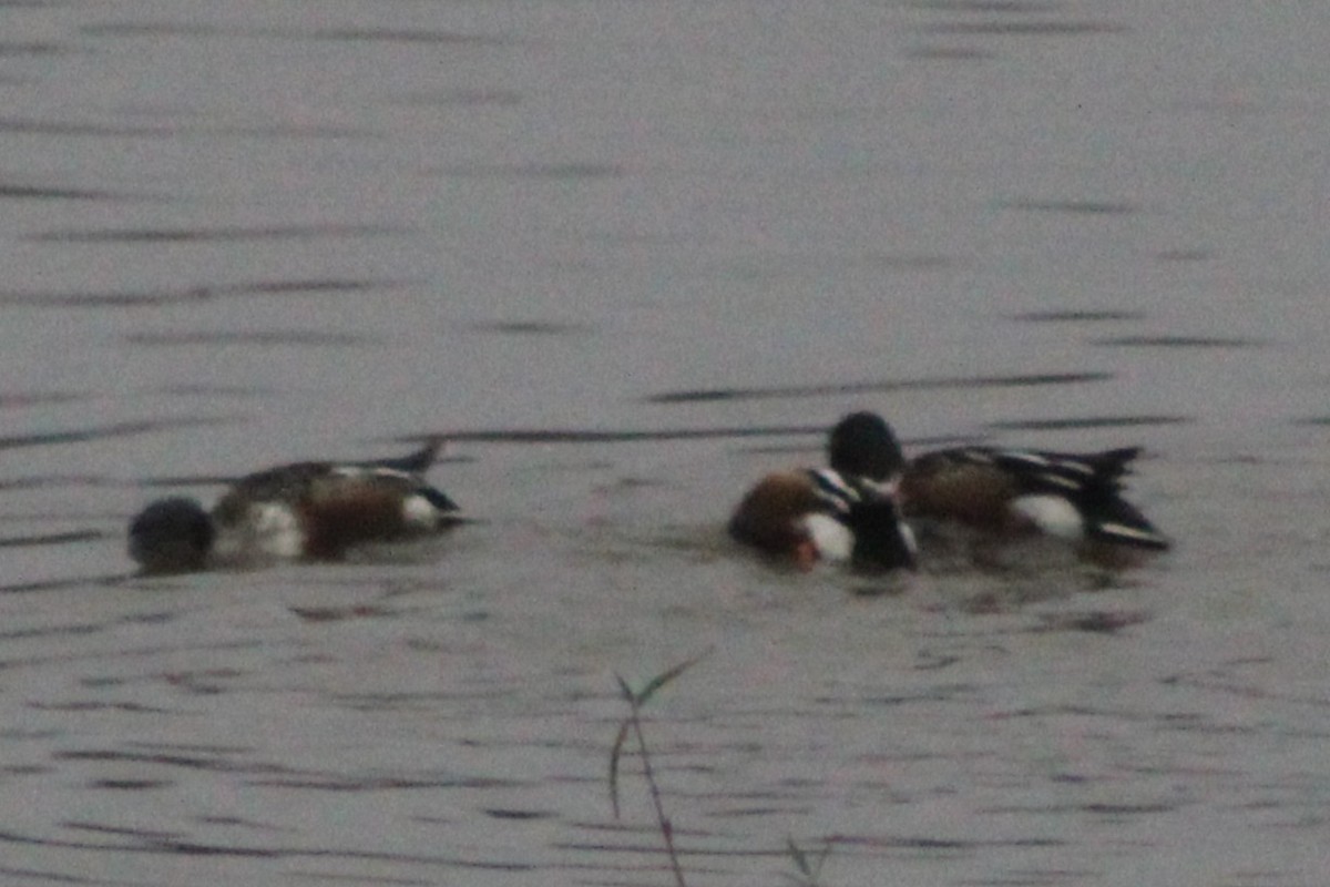 skjeand - ML646494289