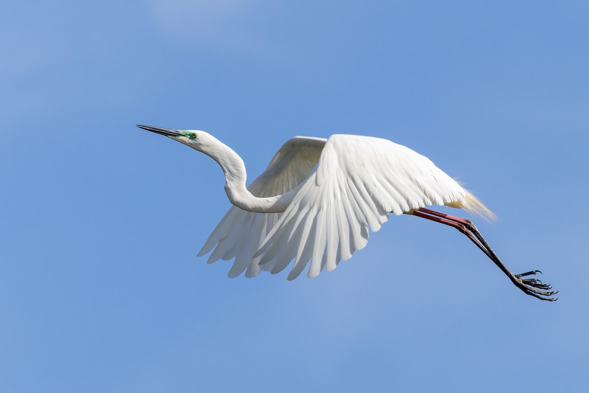 Цасч дэглий - ML646494290