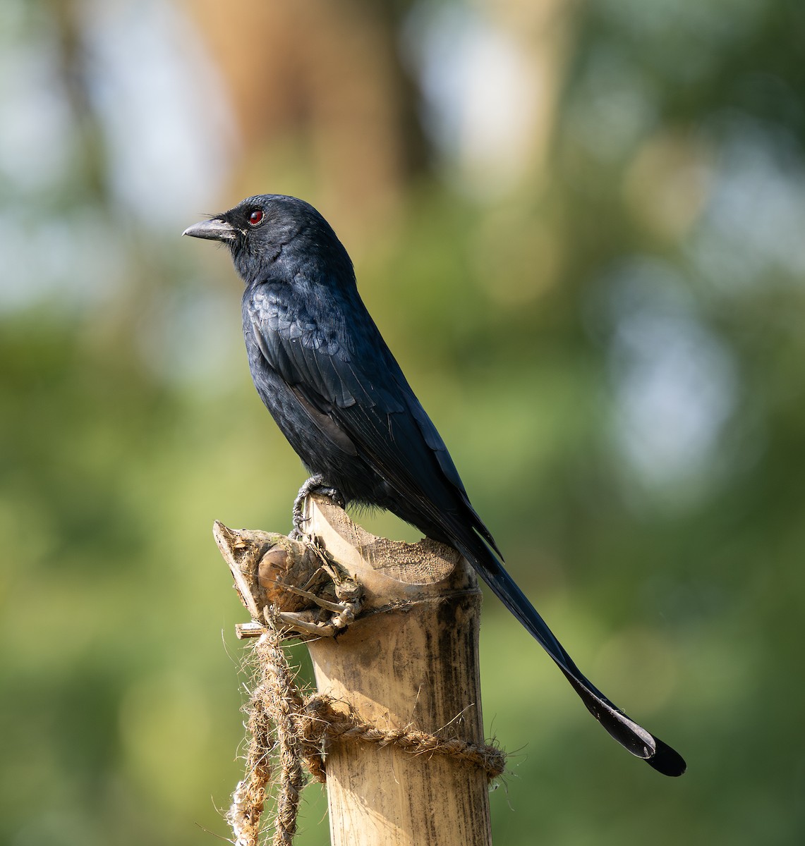 Black Drongo - ML646494291