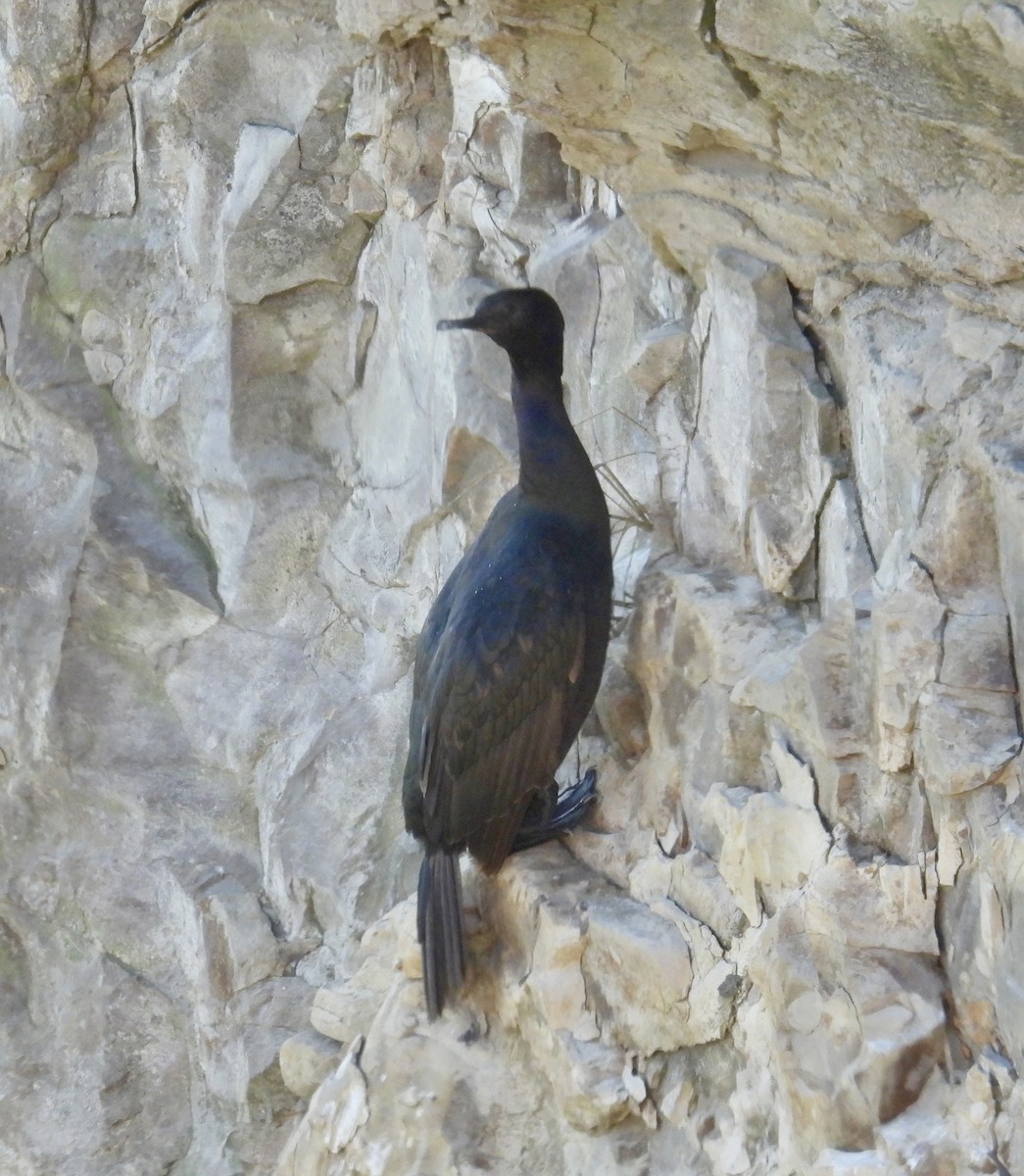 Pelagic Cormorant - ML646494292