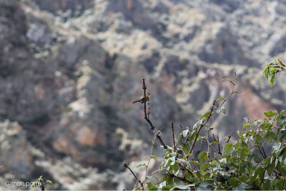 Peru And İspinozu - ML646494293