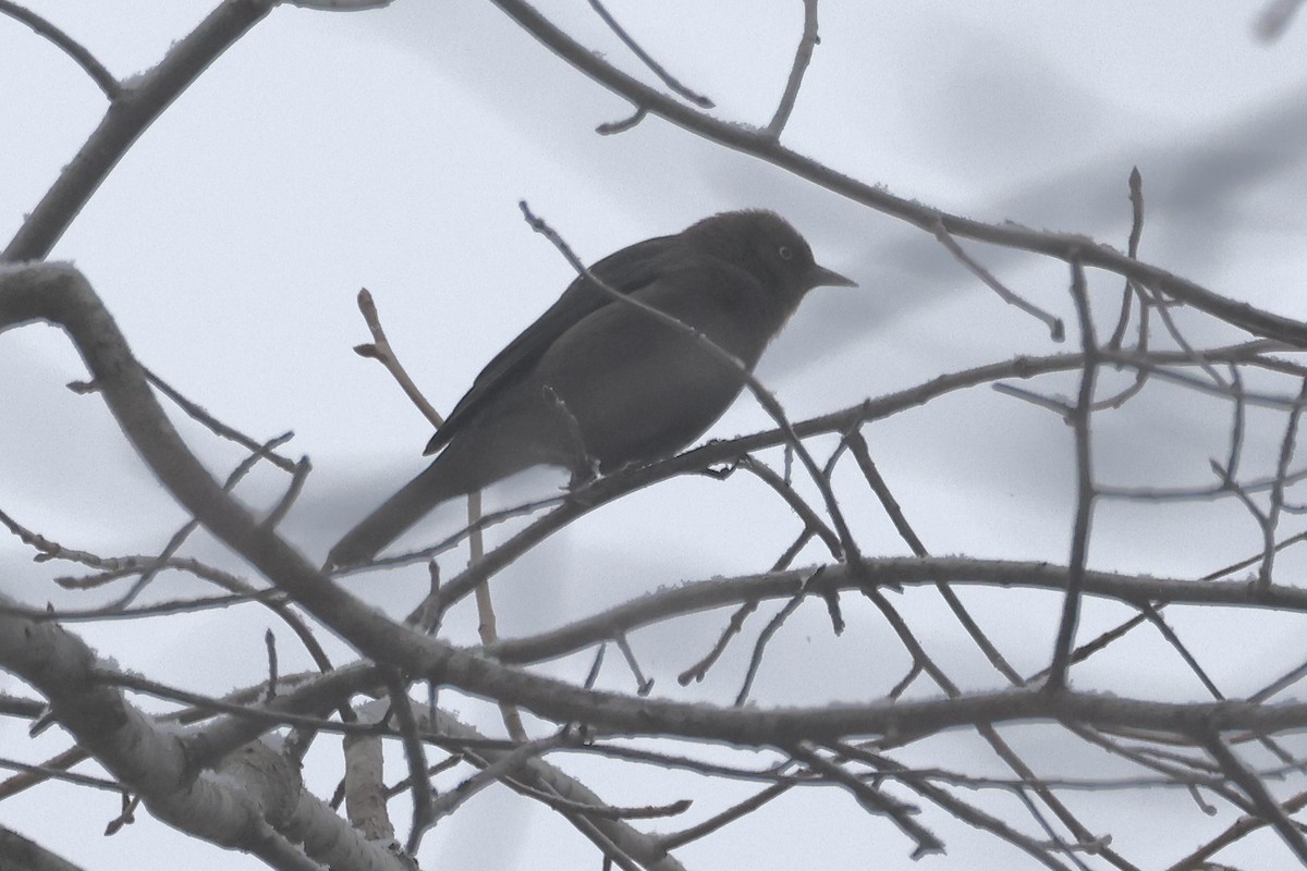 Rusty Blackbird - ML646494295