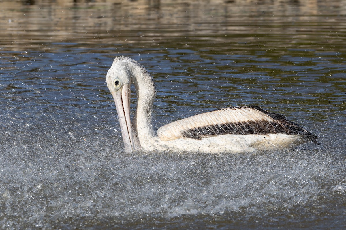 Australian Pelican - ML646494296
