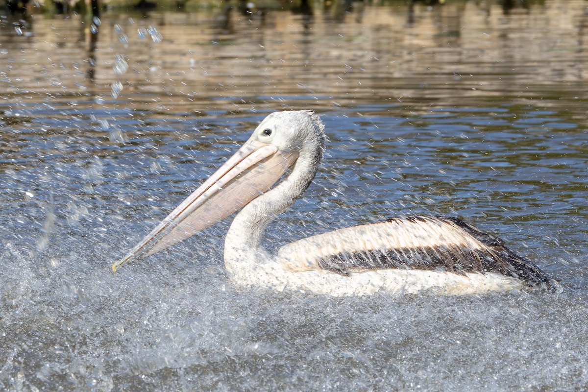 Australian Pelican - ML646494297