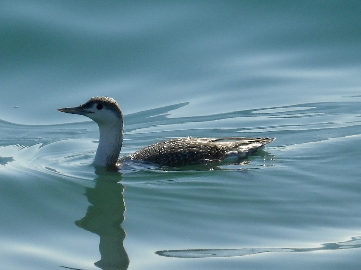 Red-throated Loon - ML646494301