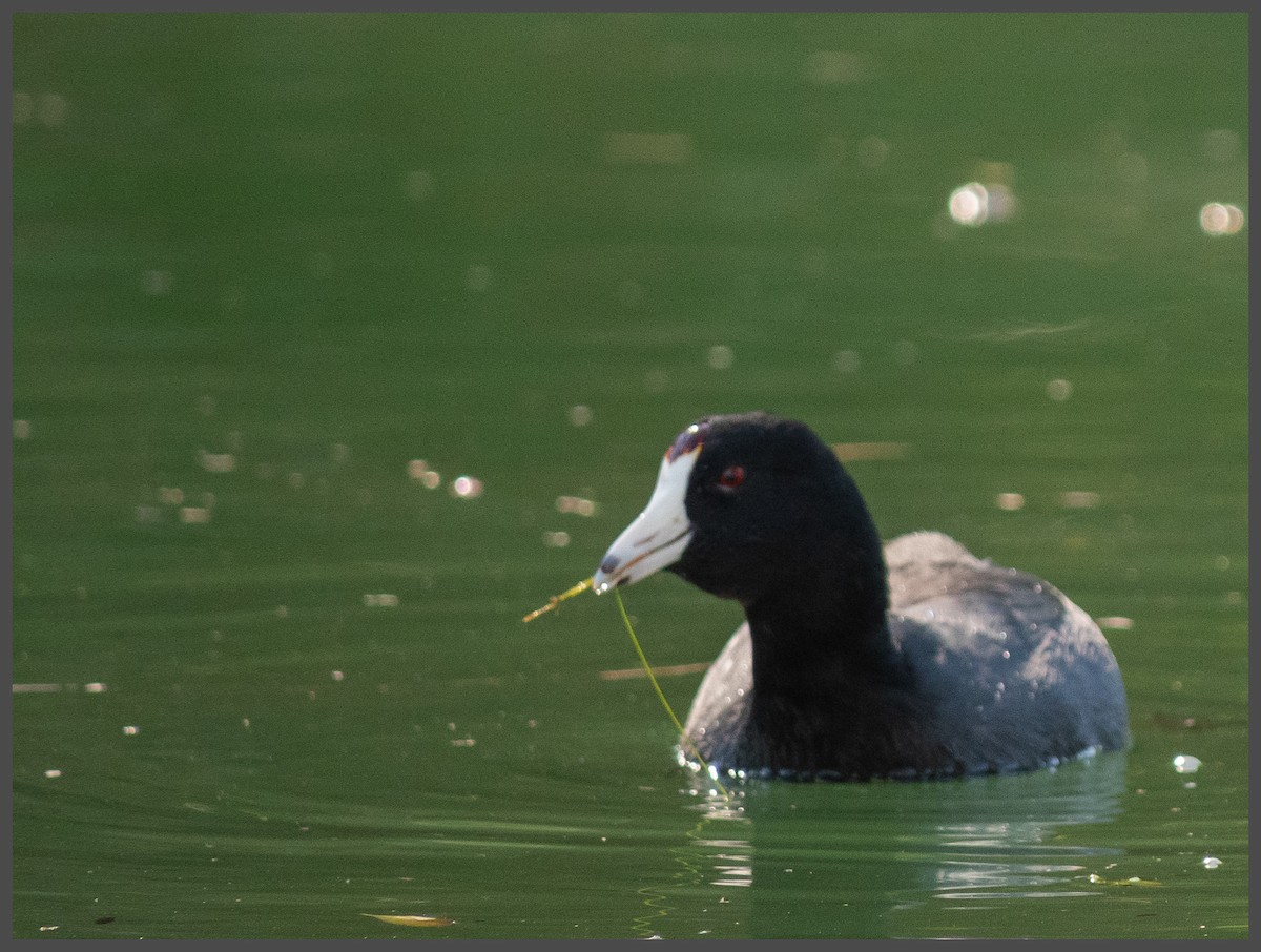 אגמית אמריקנית - ML646494308
