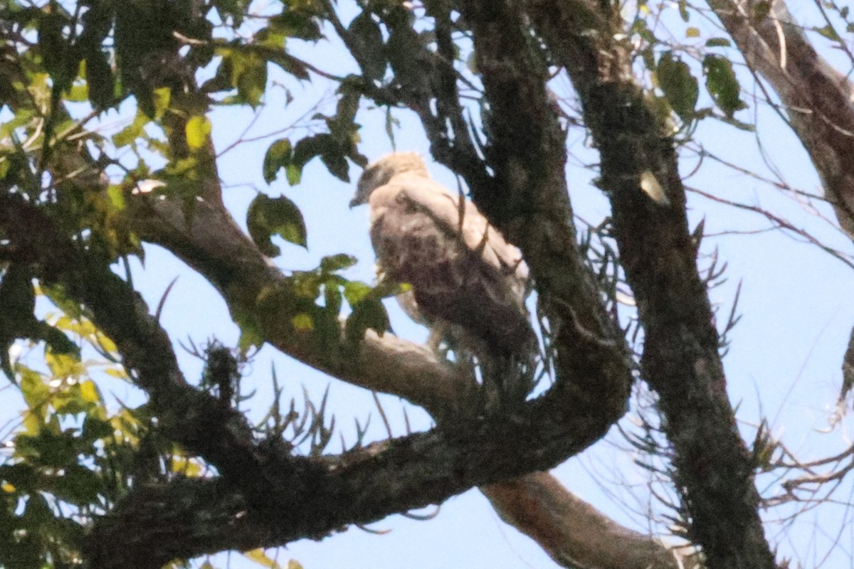 orel proměnlivý - ML646494314