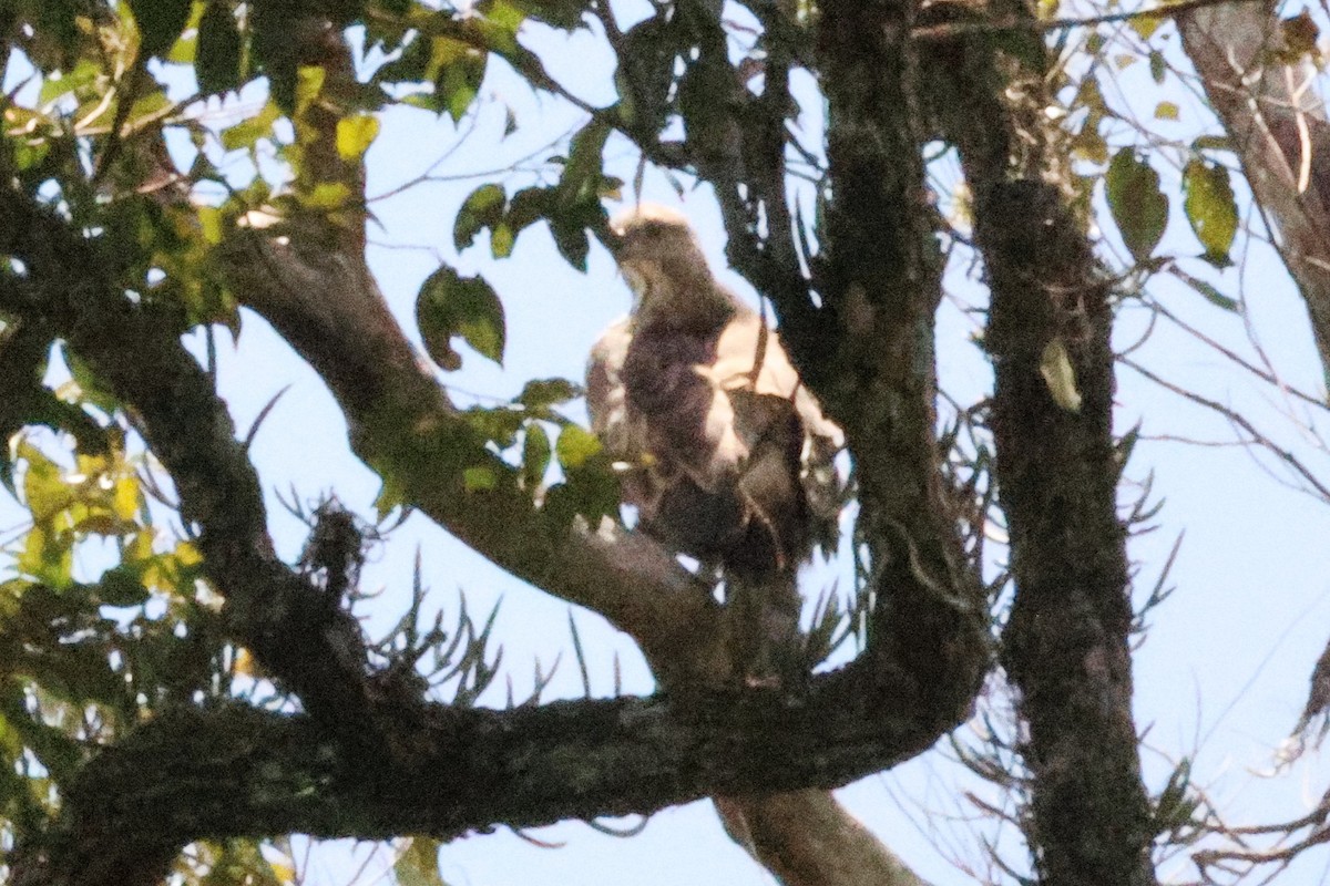 orel proměnlivý - ML646494315