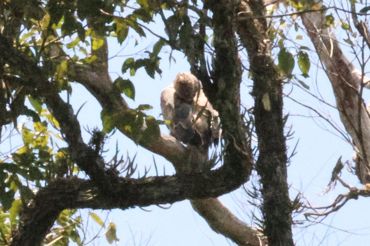 orel proměnlivý - ML646494316