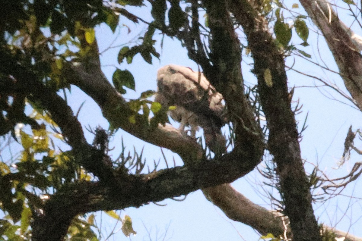 orel proměnlivý - ML646494317