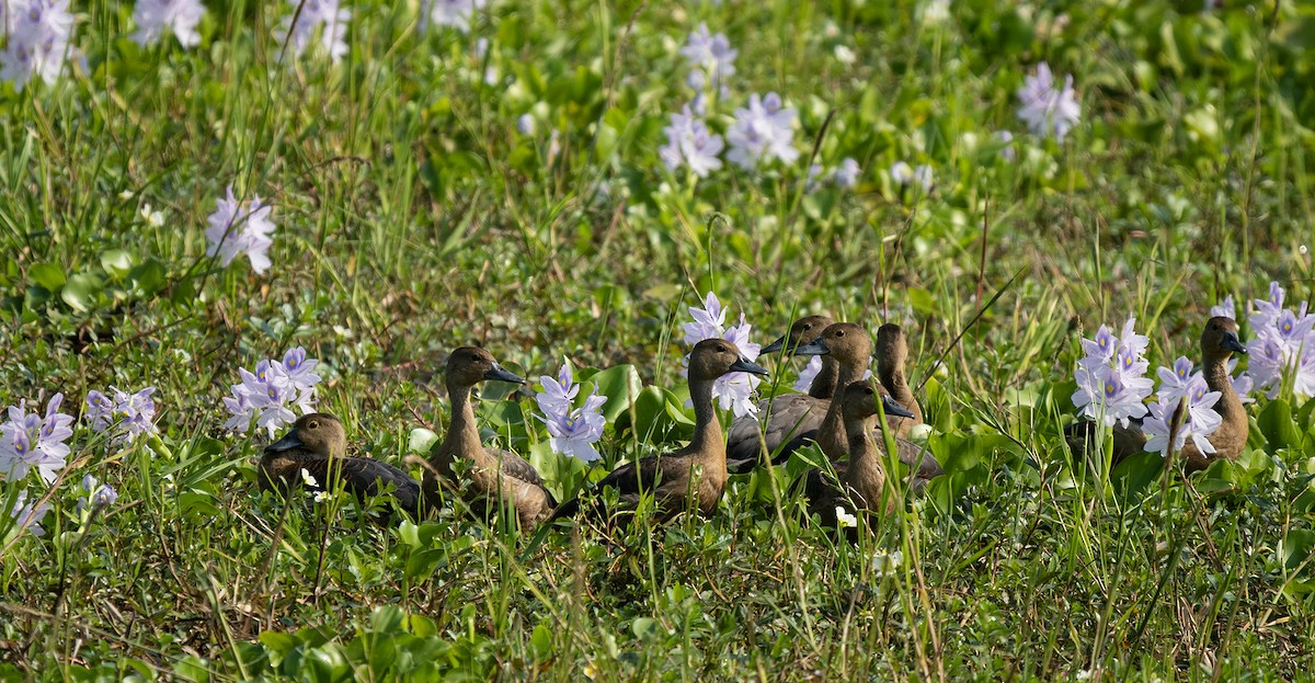 Lesser Whistling-Duck - ML646494319