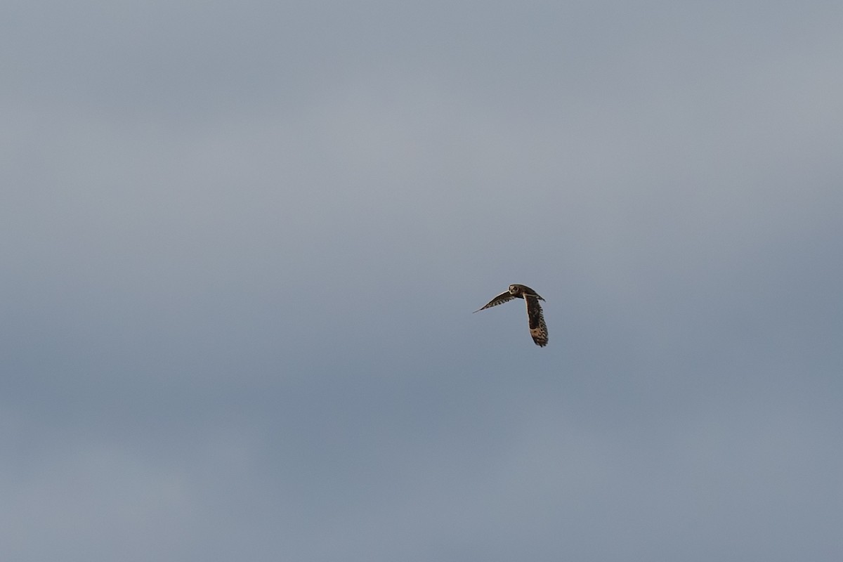 Short-eared Owl - ML646494326