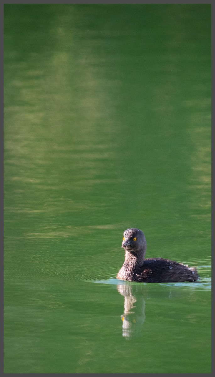 Least Grebe - ML646494328