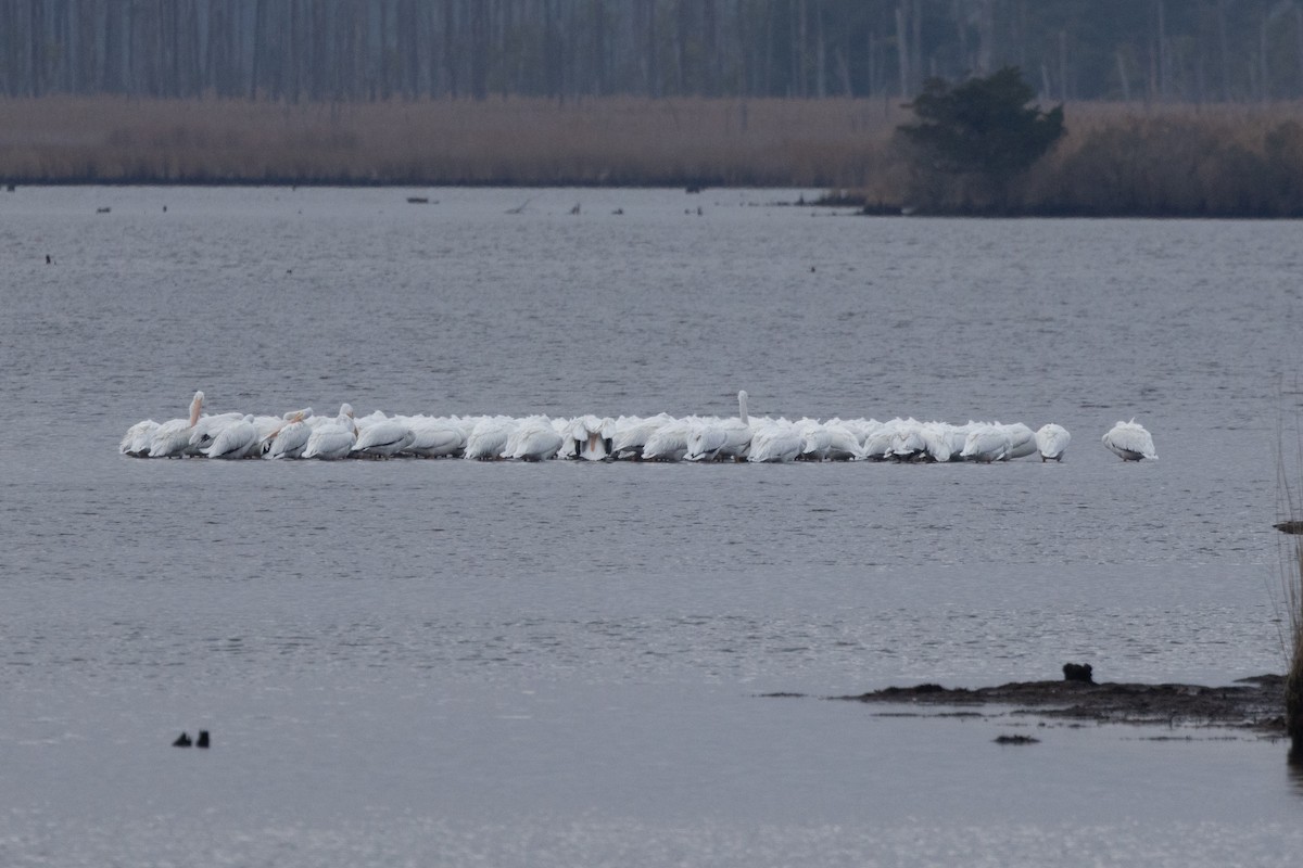 American White Pelican - ML646494331