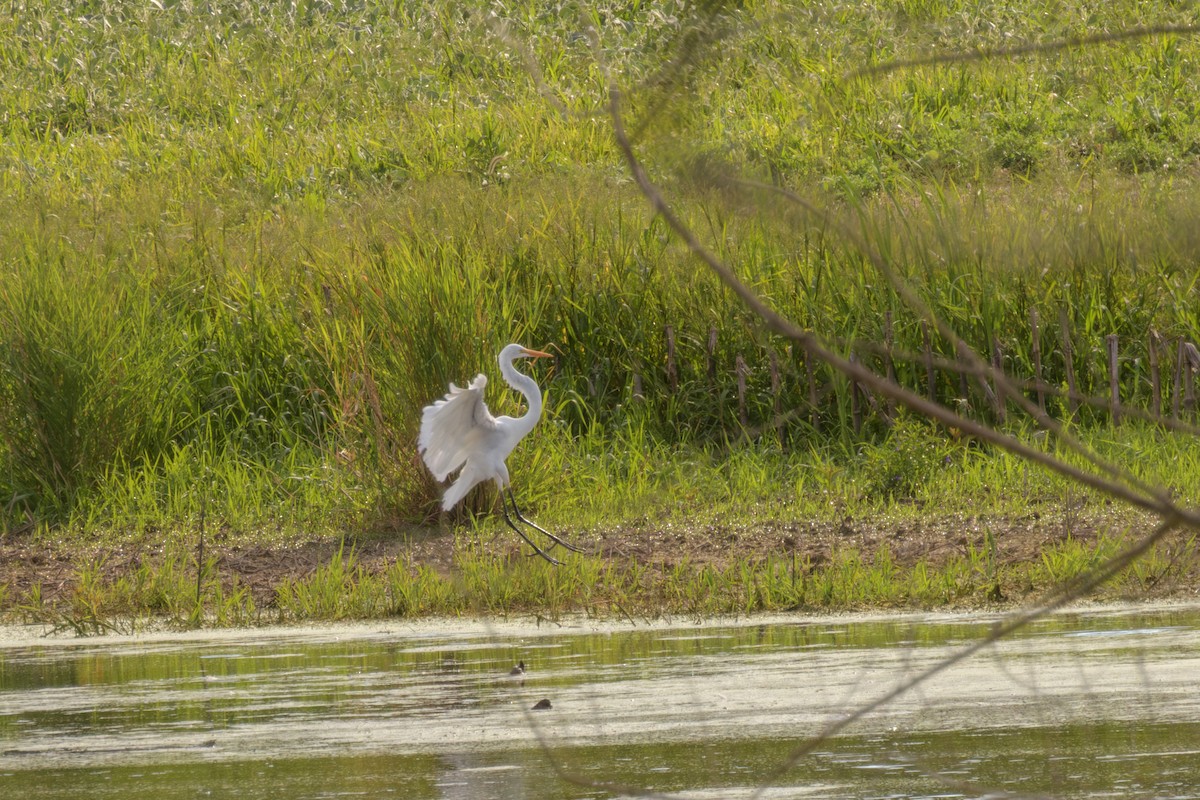 大白鷺 - ML646494332