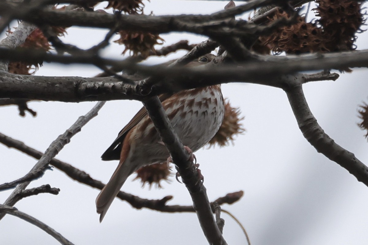 Fox Sparrow (Red) - ML646494334