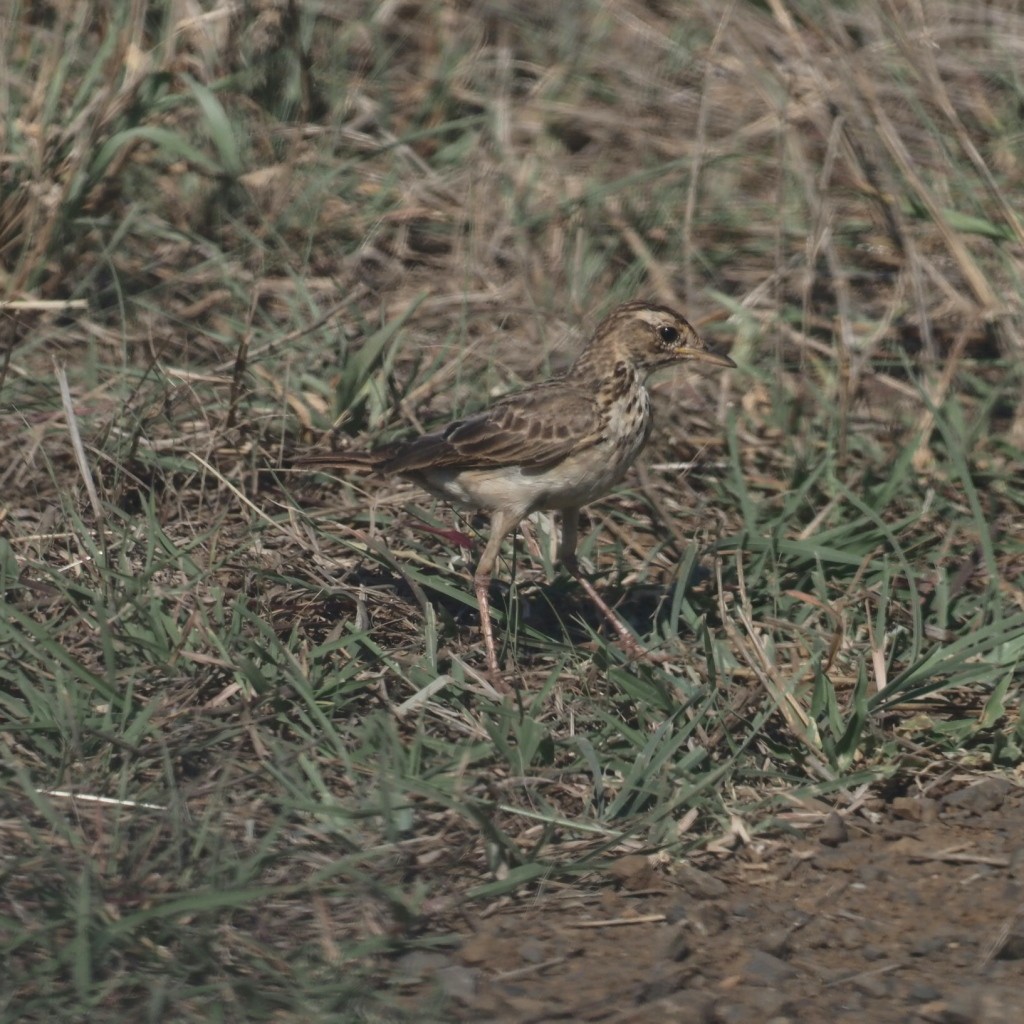 African Pipit - ML646494335