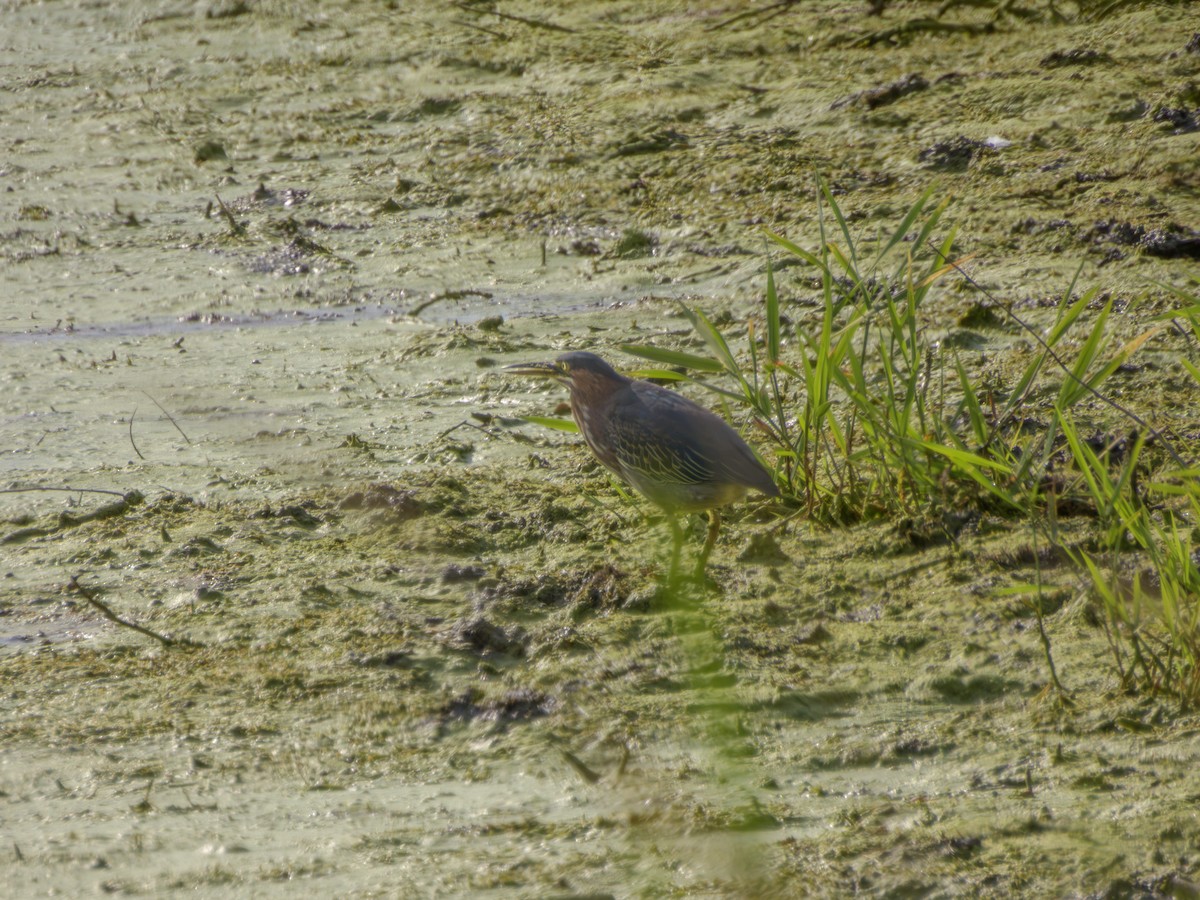 Green Heron - ML646494343