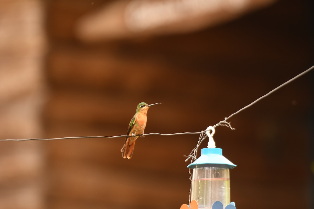 kolibřík brazilský - ML646494344