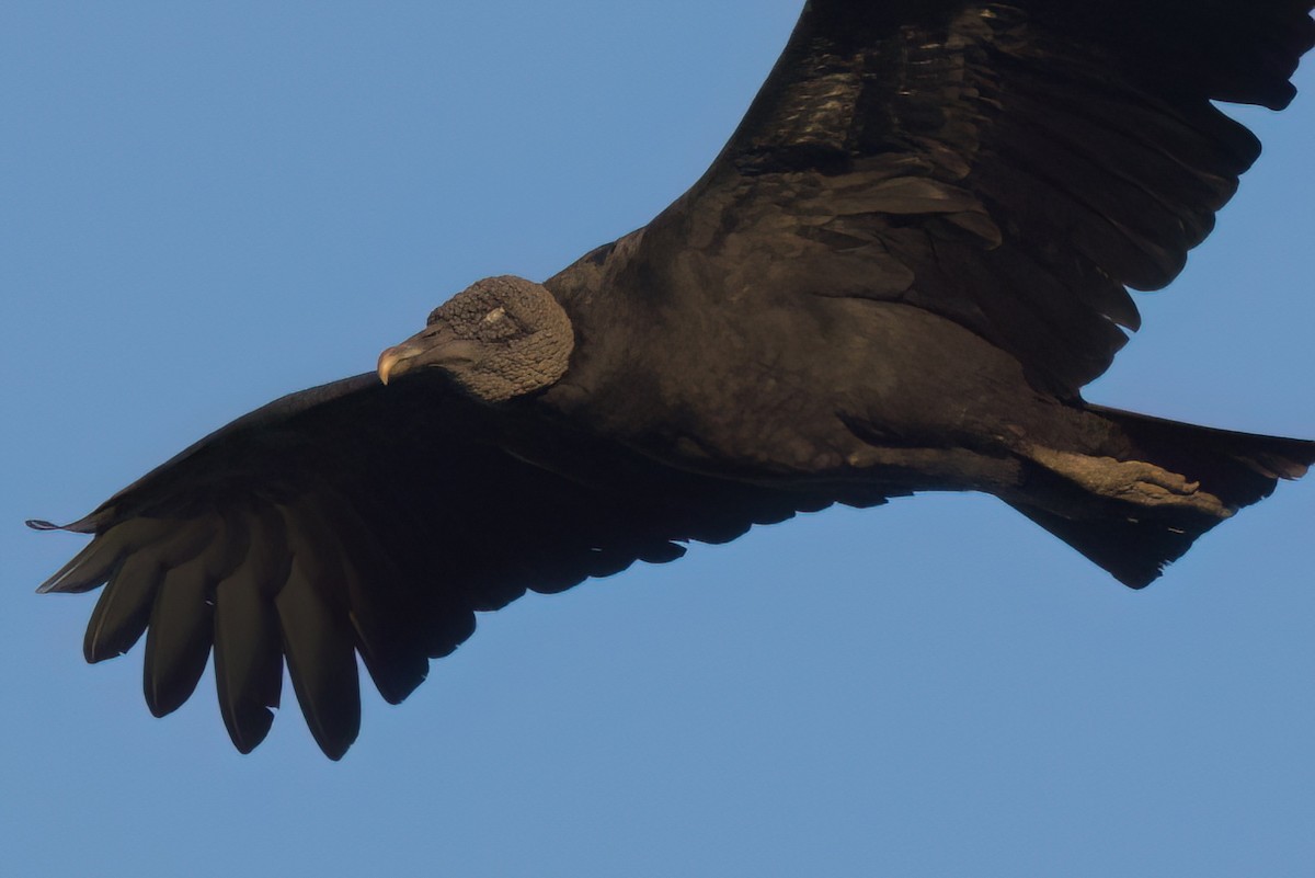 Urubu noir - ML646494347