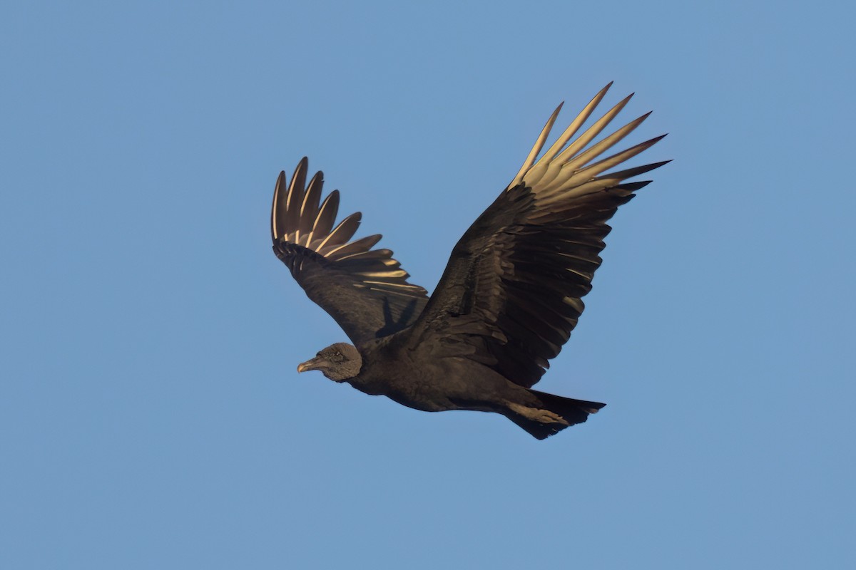 Urubu noir - ML646494348