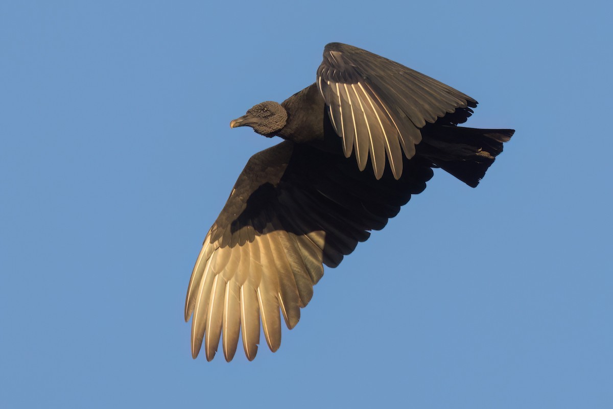 Urubu noir - ML646494350