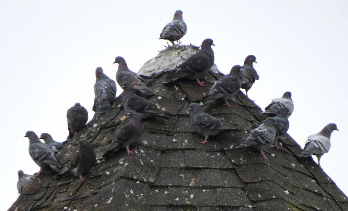 Rock Pigeon (Feral Pigeon) - ML646494355