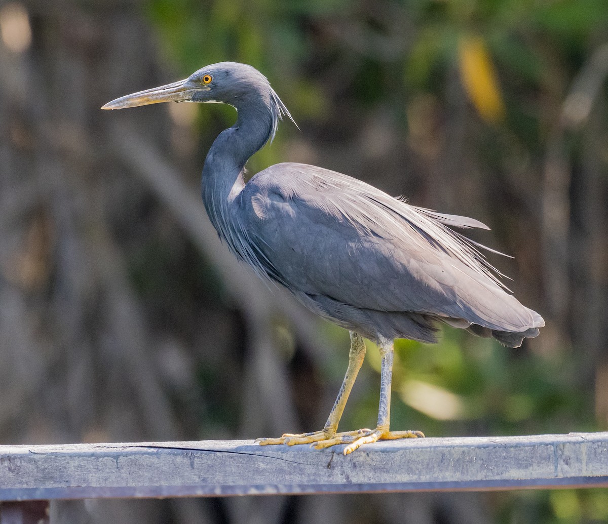 Pacific Reef-Heron - ML646494360