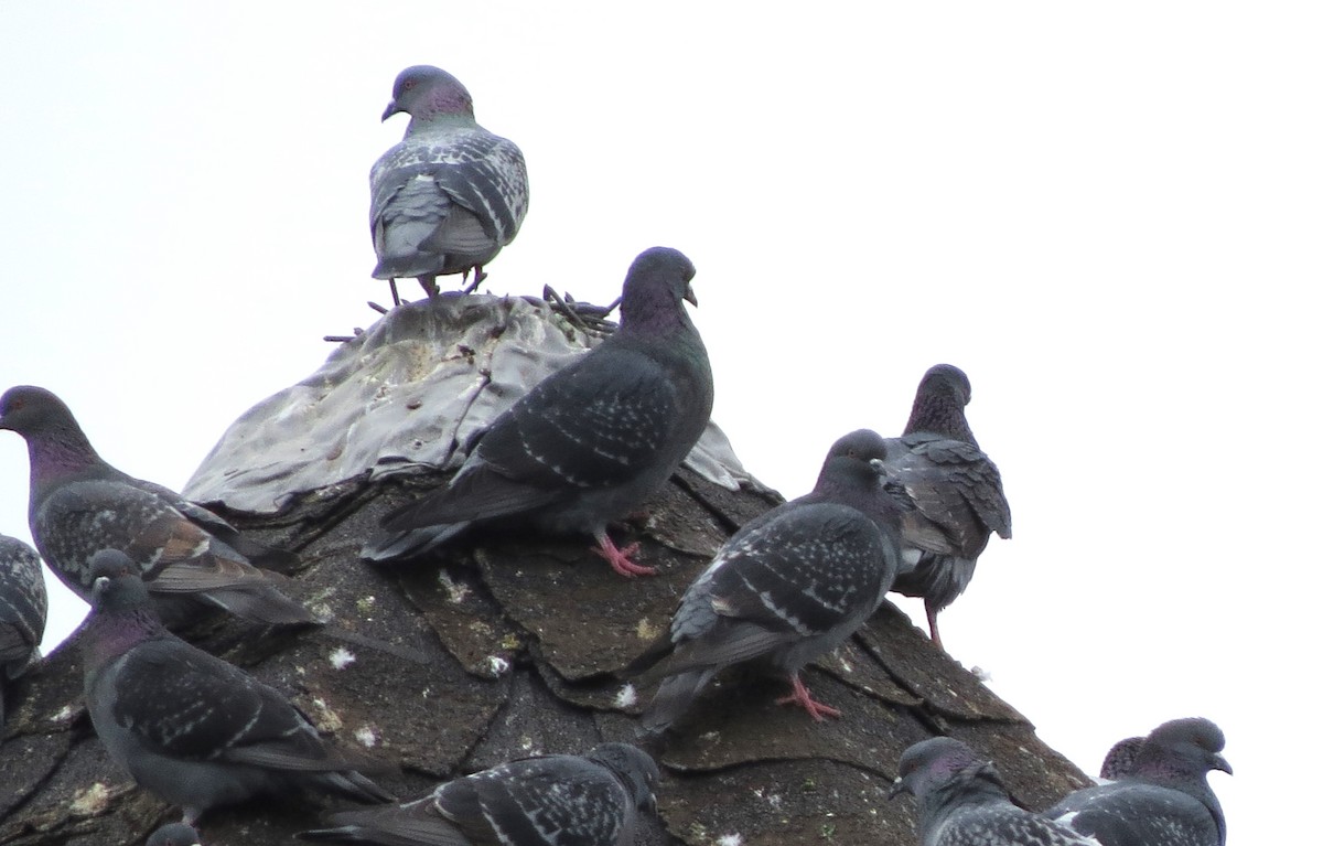 Rock Pigeon (Feral Pigeon) - ML646494361