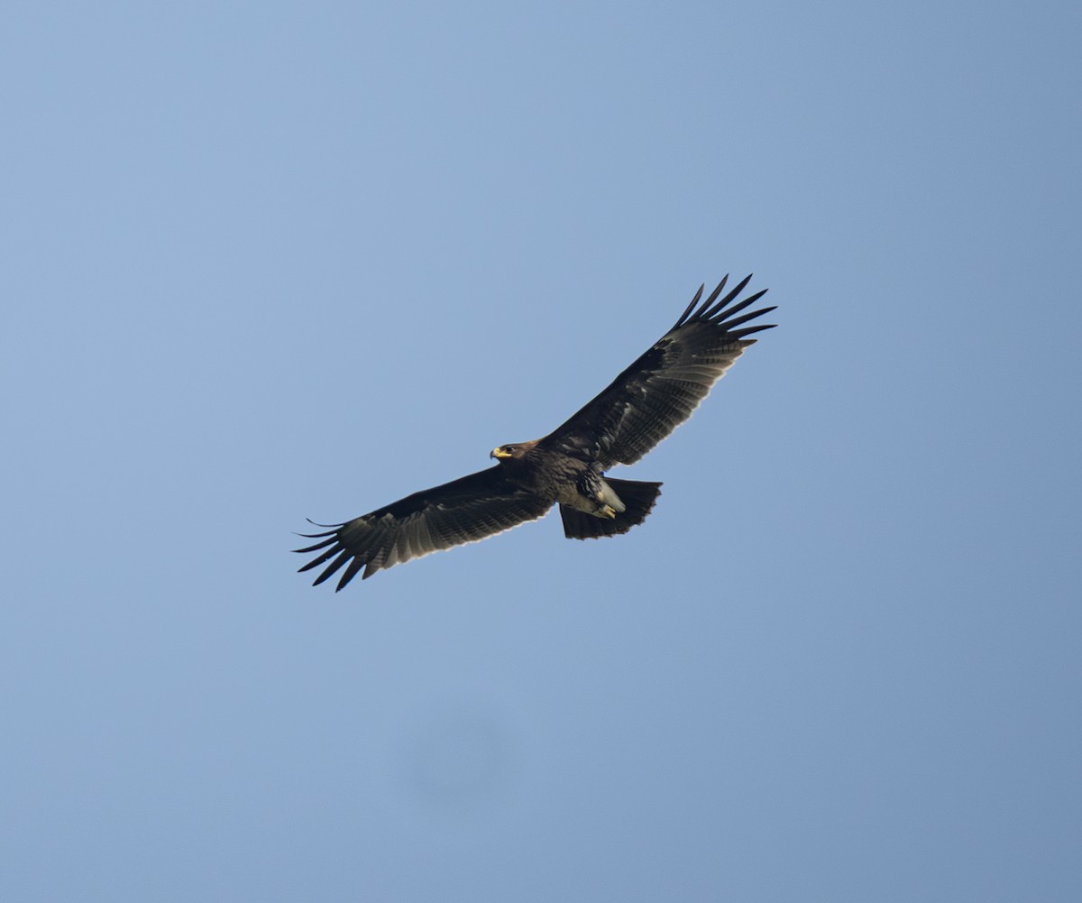 Greater Spotted Eagle - ML646494362