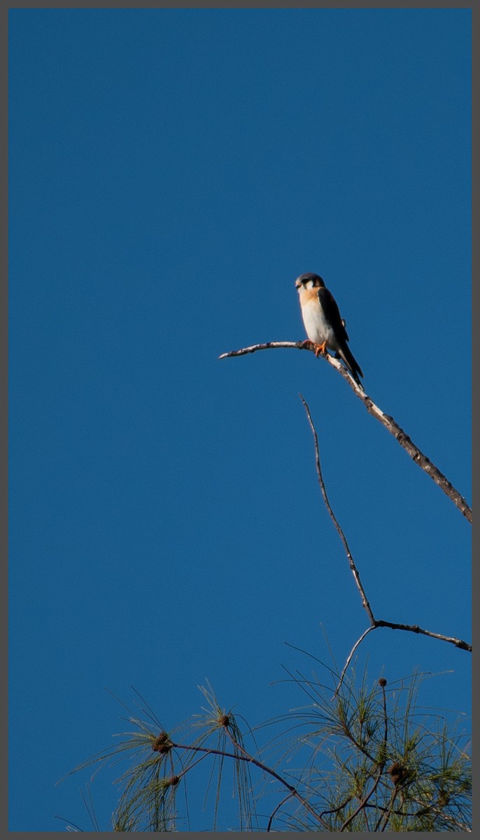 בז אמריקני - ML646494364