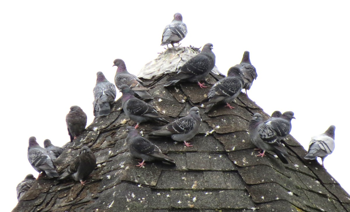 Rock Pigeon (Feral Pigeon) - ML646494365