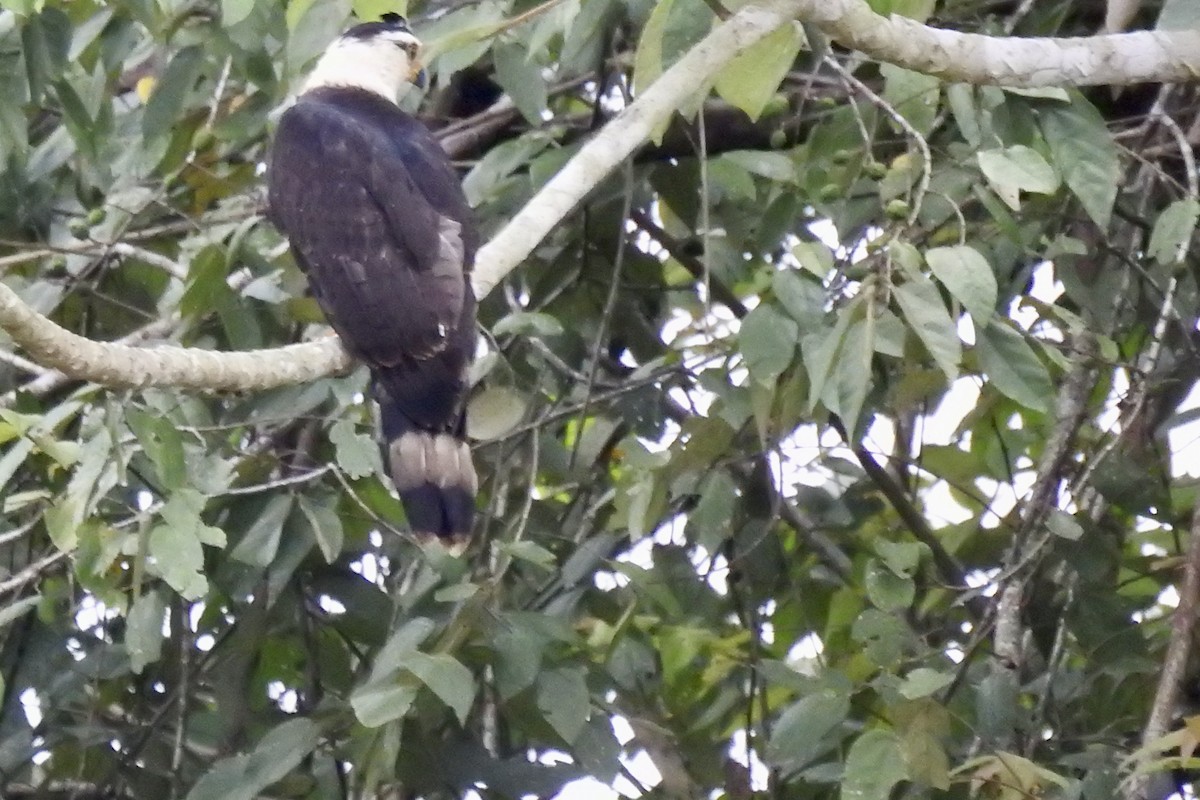 Gray-headed Kite - ML646494374