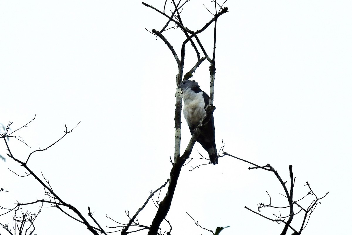 Gray-headed Kite - ML646494386