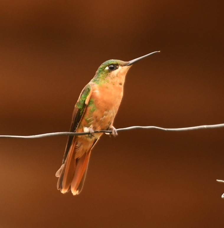 kolibřík brazilský - ML646494387