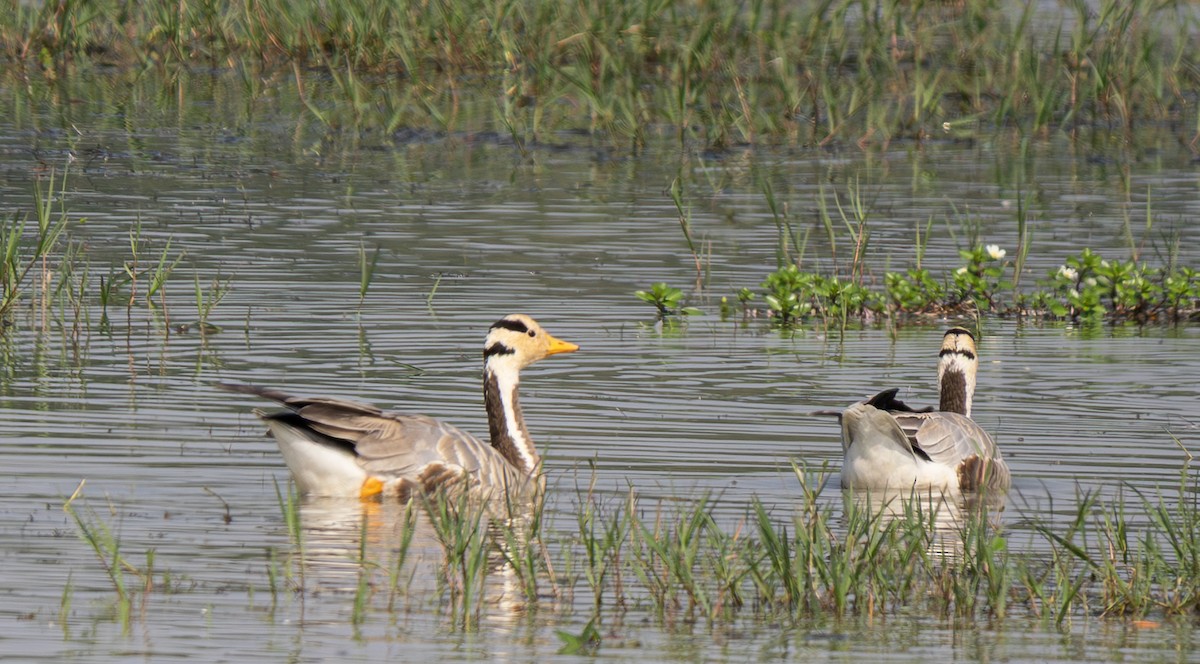 Bar-headed Goose - ML646494388
