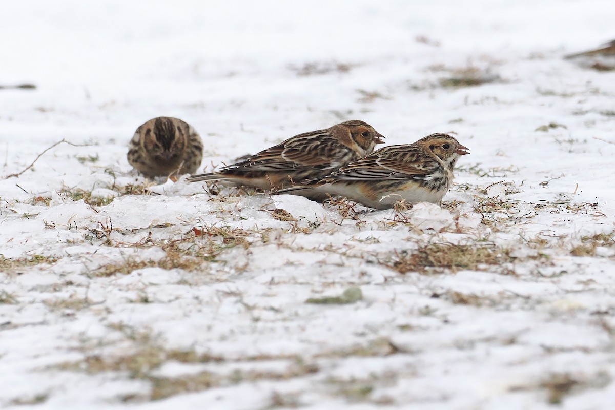 Lapland Longspur - ML646494390