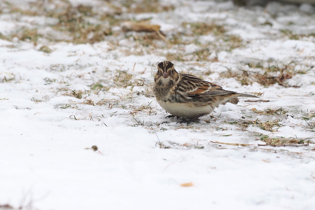 Lapland Longspur - ML646494391