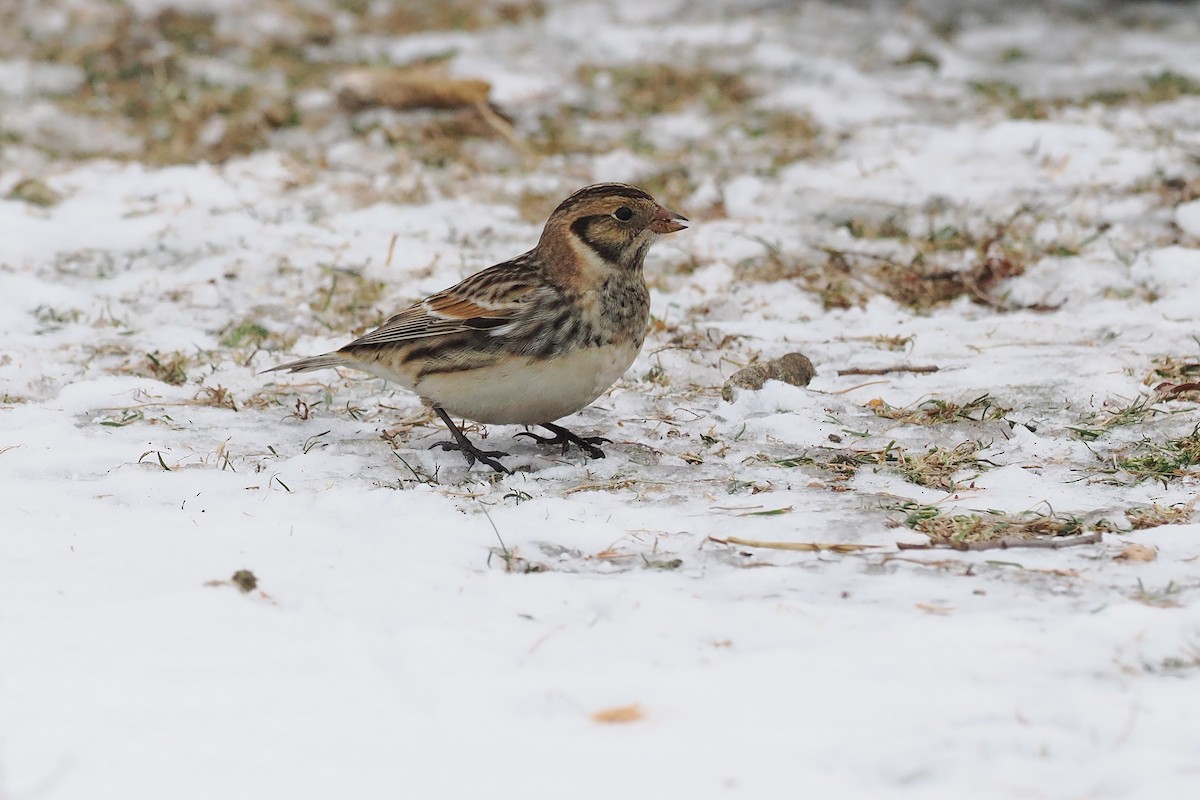 Lapland Longspur - ML646494392